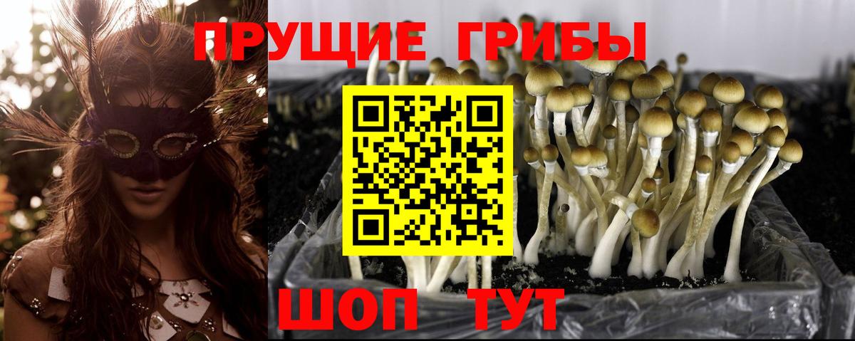 закладка  Псилоцибиновые грибы ЛСД  Псилоцибиновые грибы MAGIC MUSHROOMS  Вход с VPN  Тимашёвск 